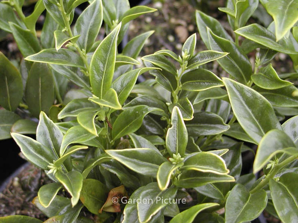 Sarcococca ruscifolia ‘Dragon Gate’