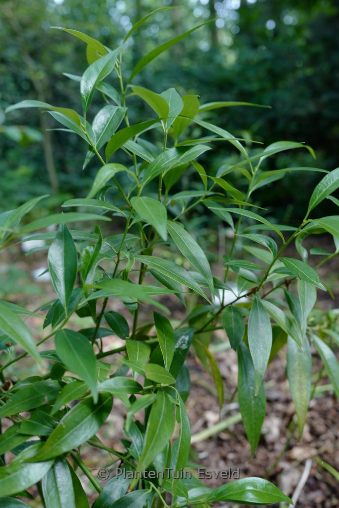 Sarcococca vagans