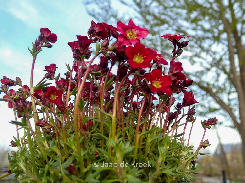 Saxifraga ‘Peter Pan’