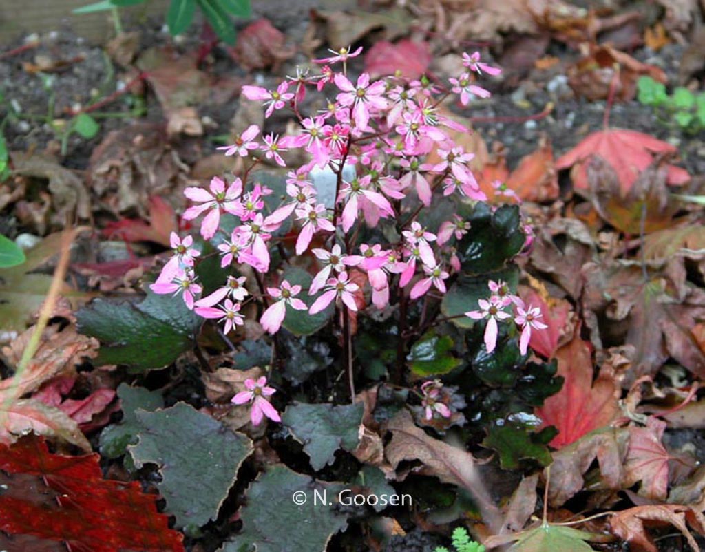 Saxifraga cortusifolia ‘Black Ruby’