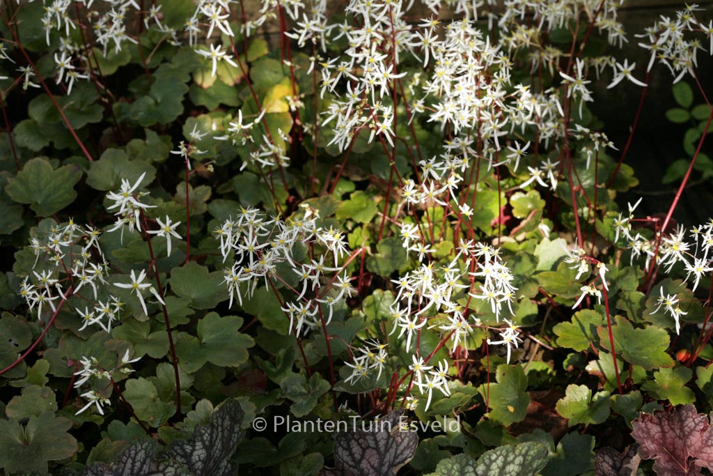 Saxifraga cortusifolia ‘Rubrifolia’