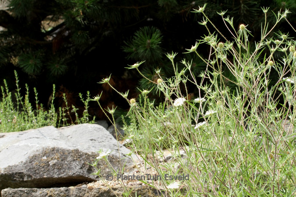 Scabiosa argentea