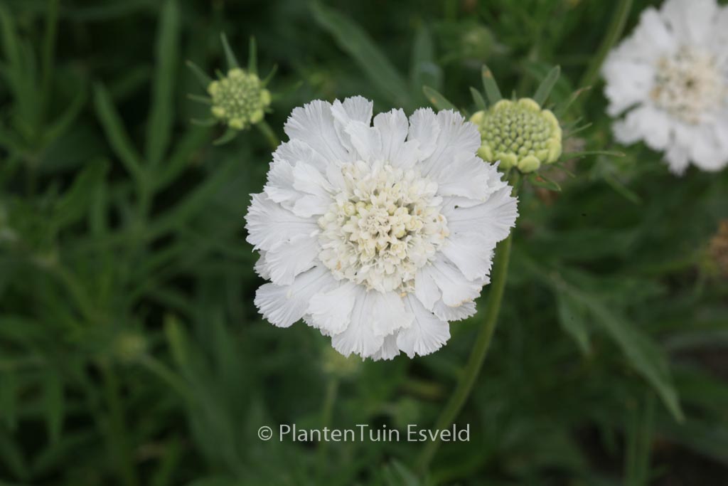 Scabiosa caucasica ‘Miss Willmott’