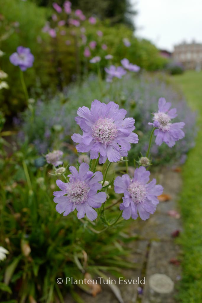 Scabiosa caucasica ‘Staefa’