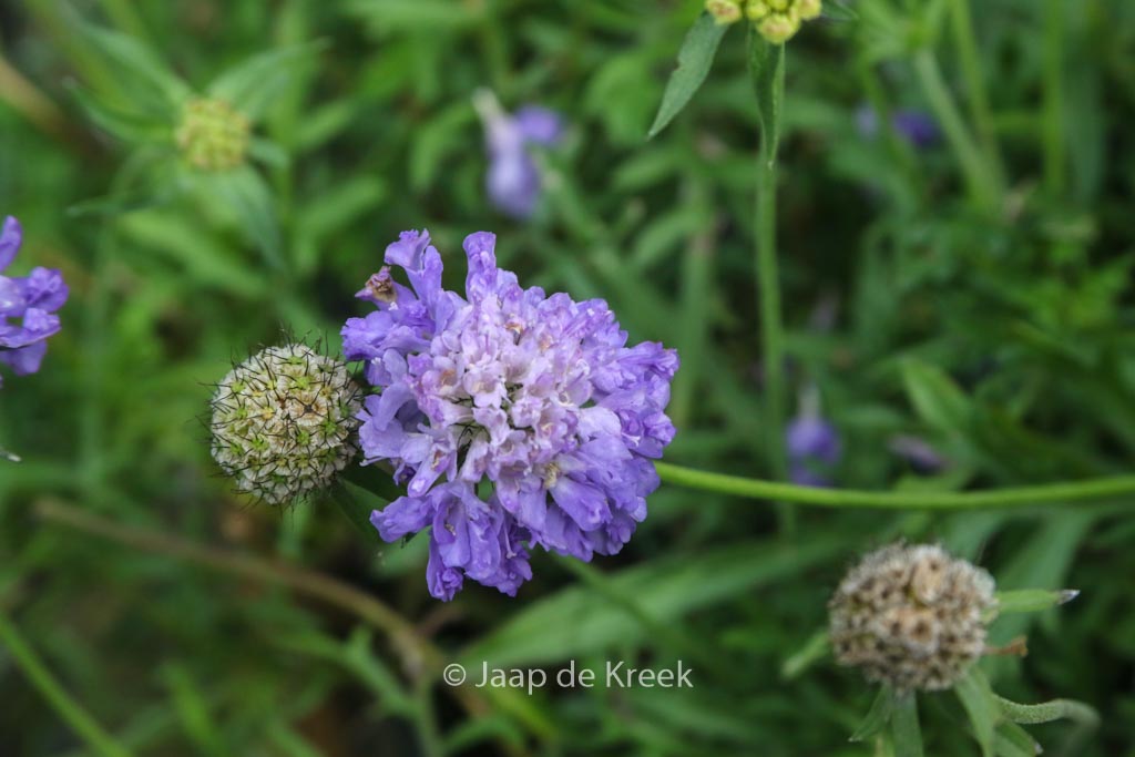 Scabiosa columbaria ‘Blue Note’