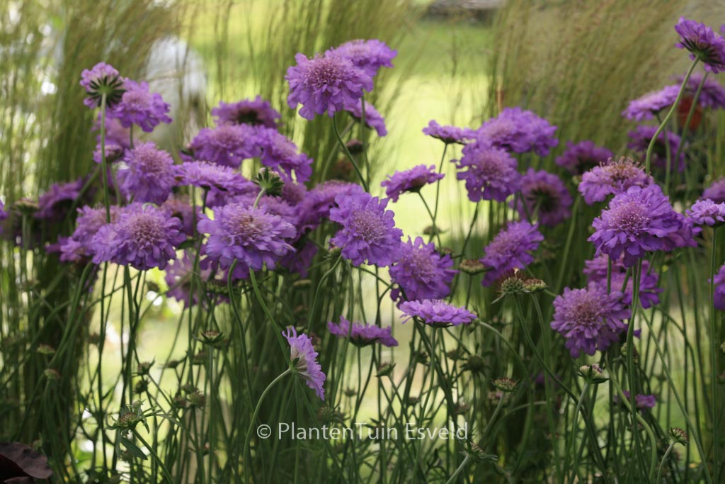 Scabiosa columbaria ‘Butterfly Blue’