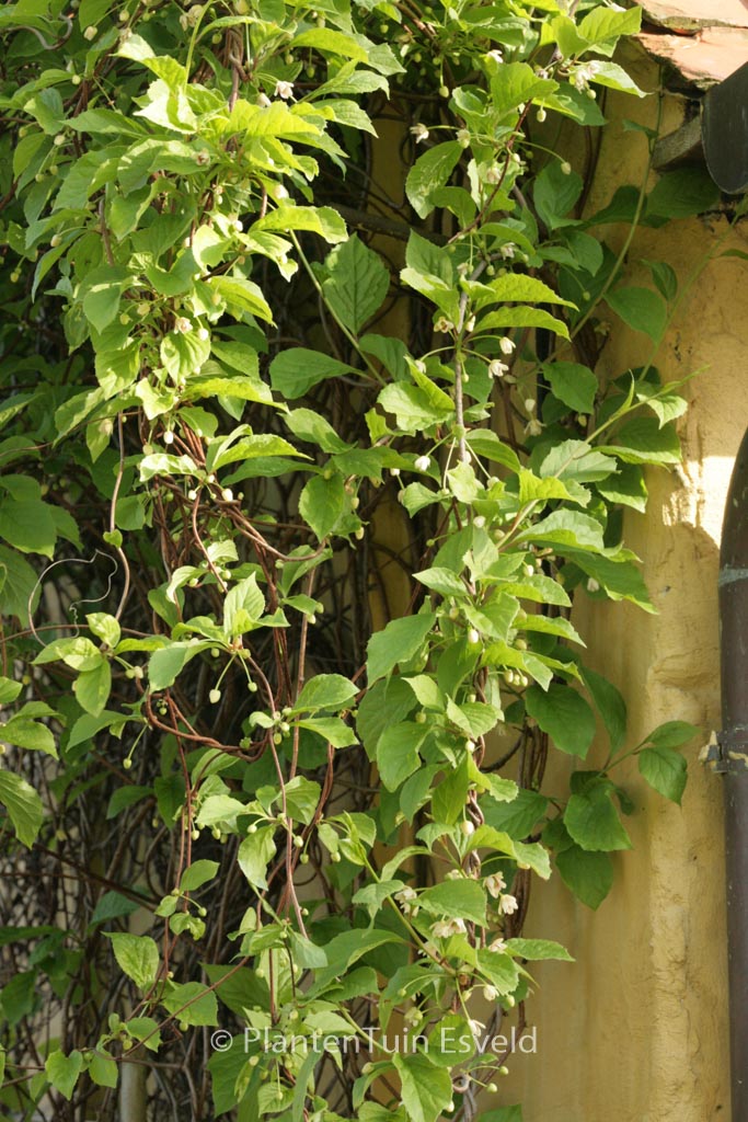 Schisandra chinensis