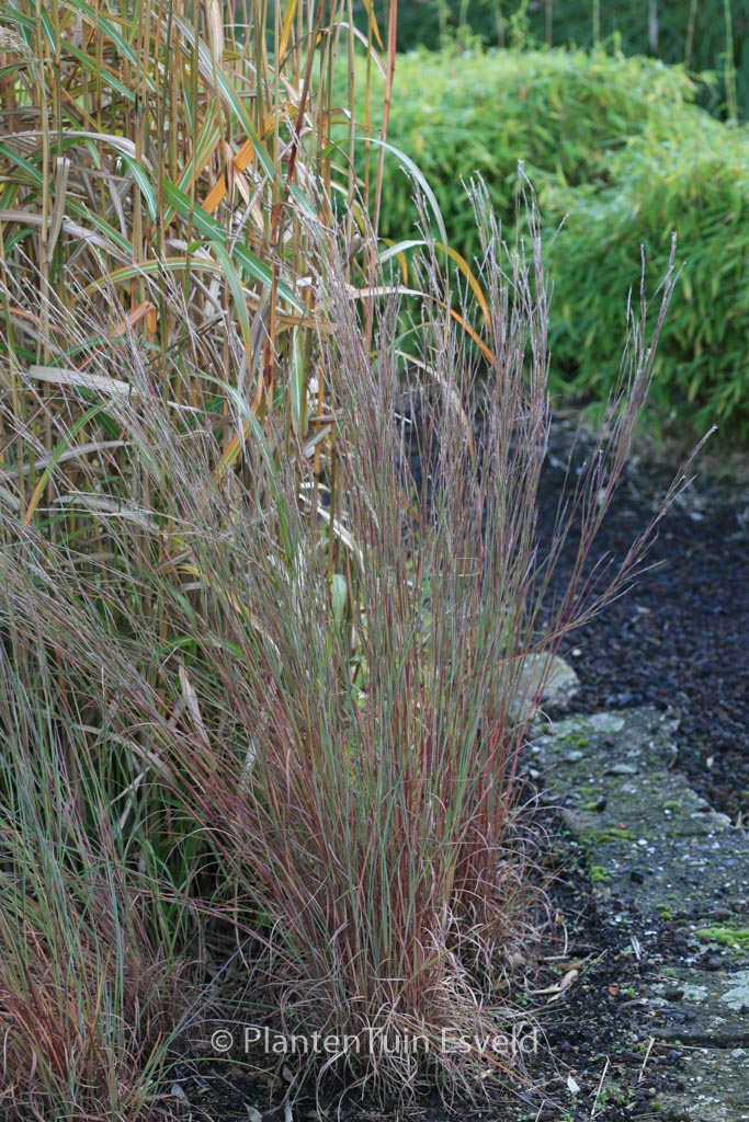 Schizachyrium scoparium ‘Prairie Blues’