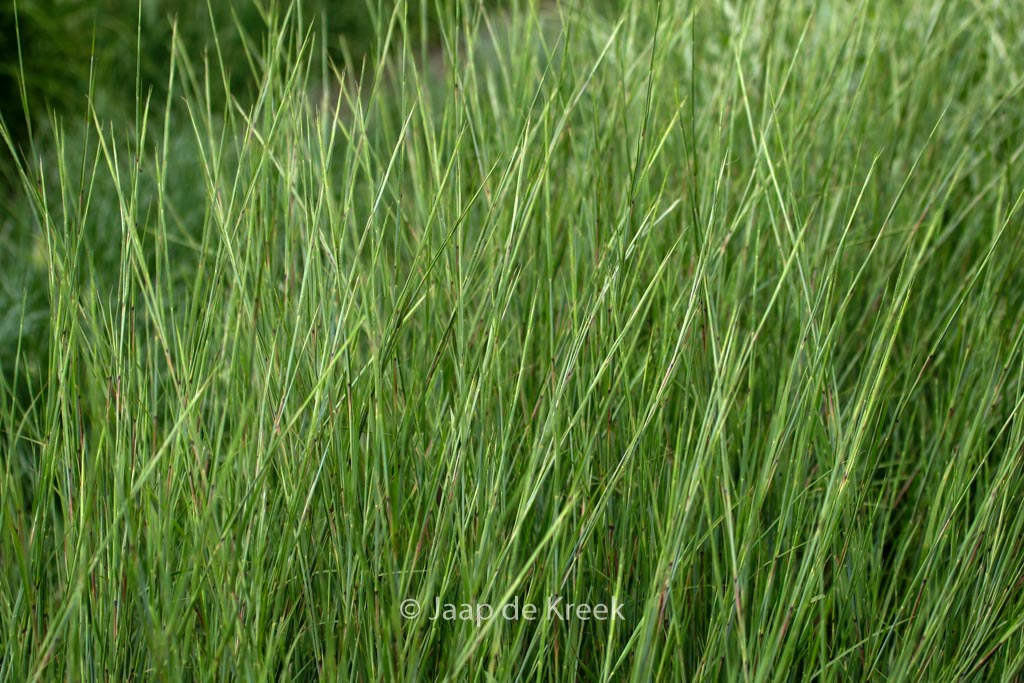Schizachyrium scoparium ‘Wildwest’
