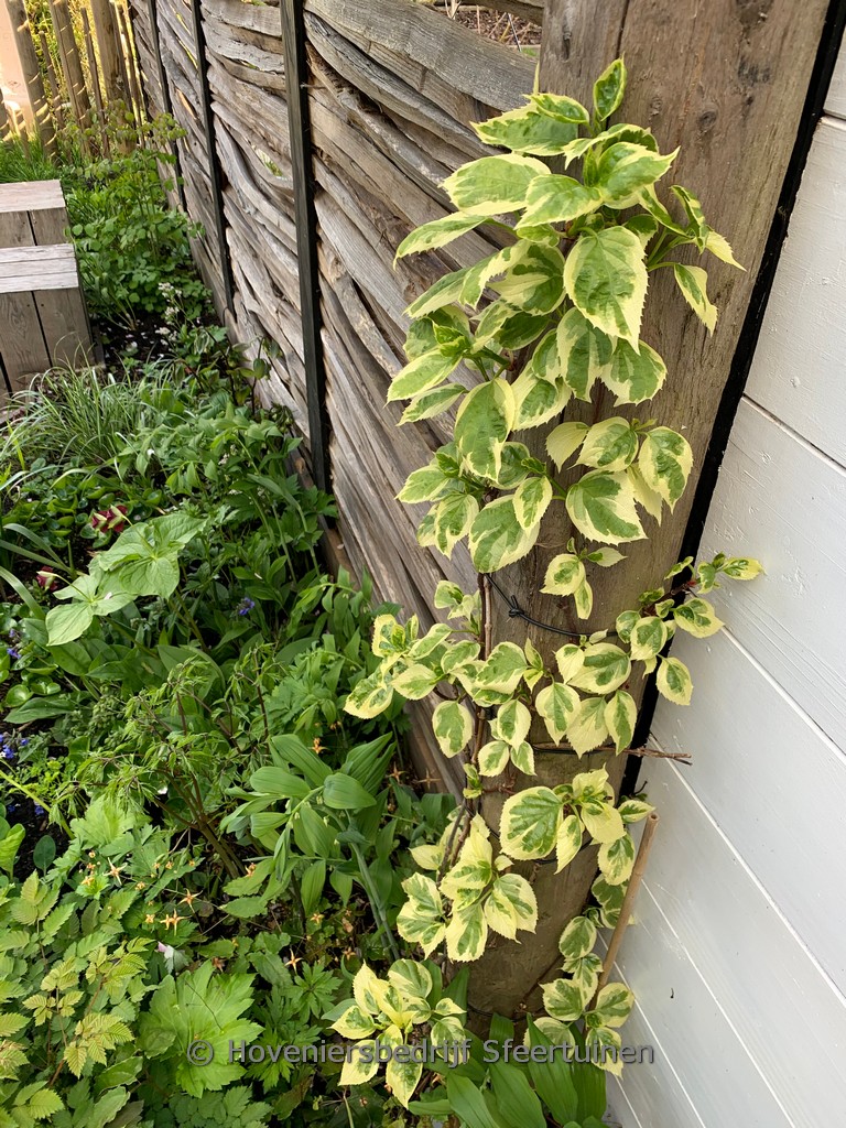 Schizophragma hydrangeoides ‘Shiro-fuka-fukurin’
