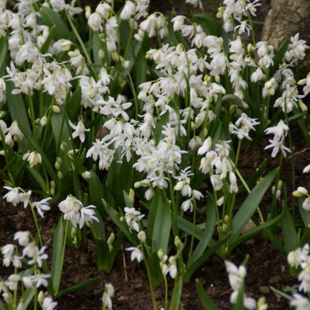 Scilla sibirica ‘Alba’