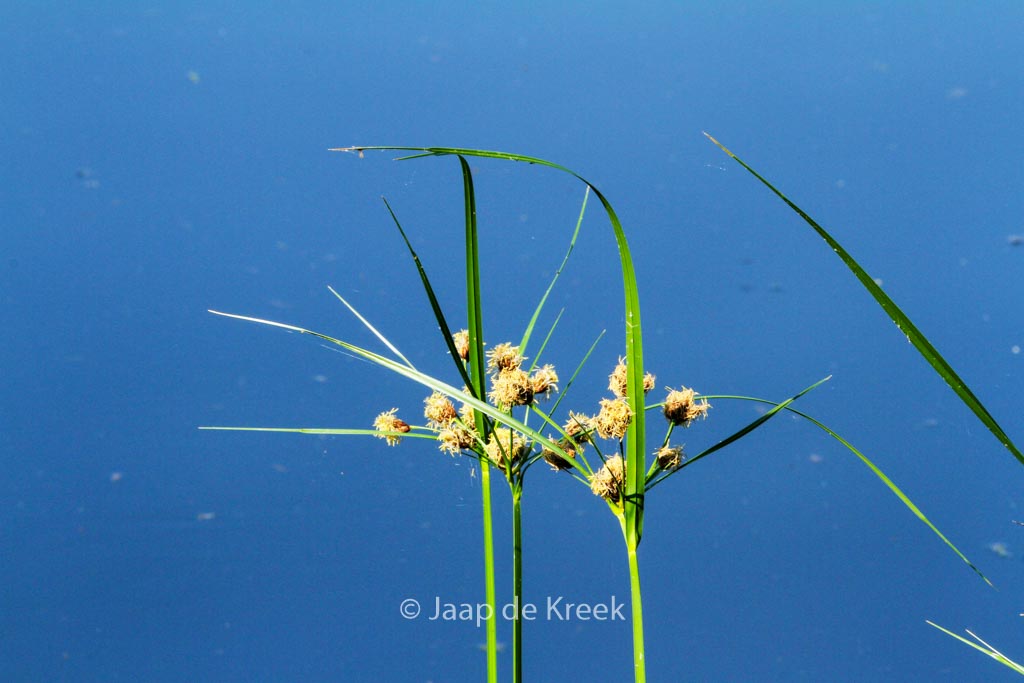 Scirpoides holoschoenus