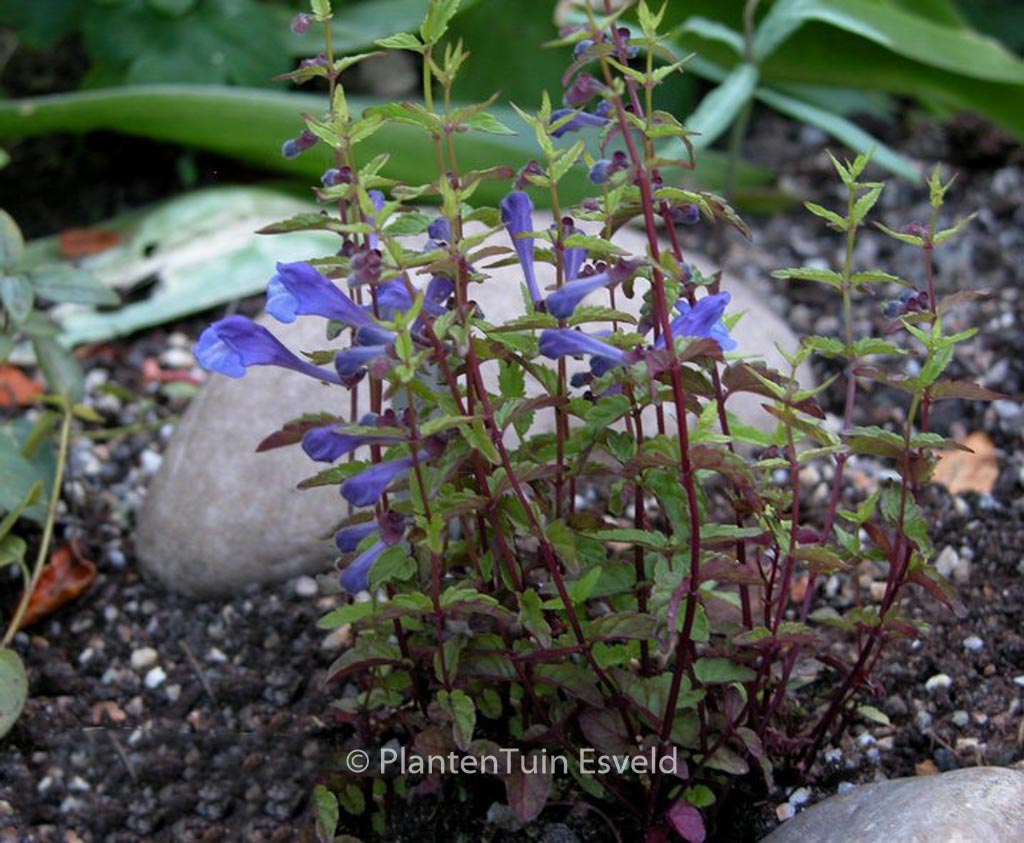 Scutellaria scordiifolia