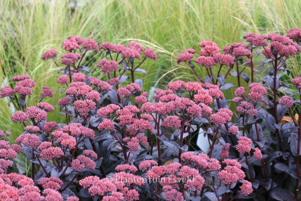 Sedum ‘Jose Aubergine’