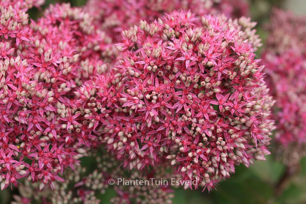 Sedum ‘Mr. Goodbud’