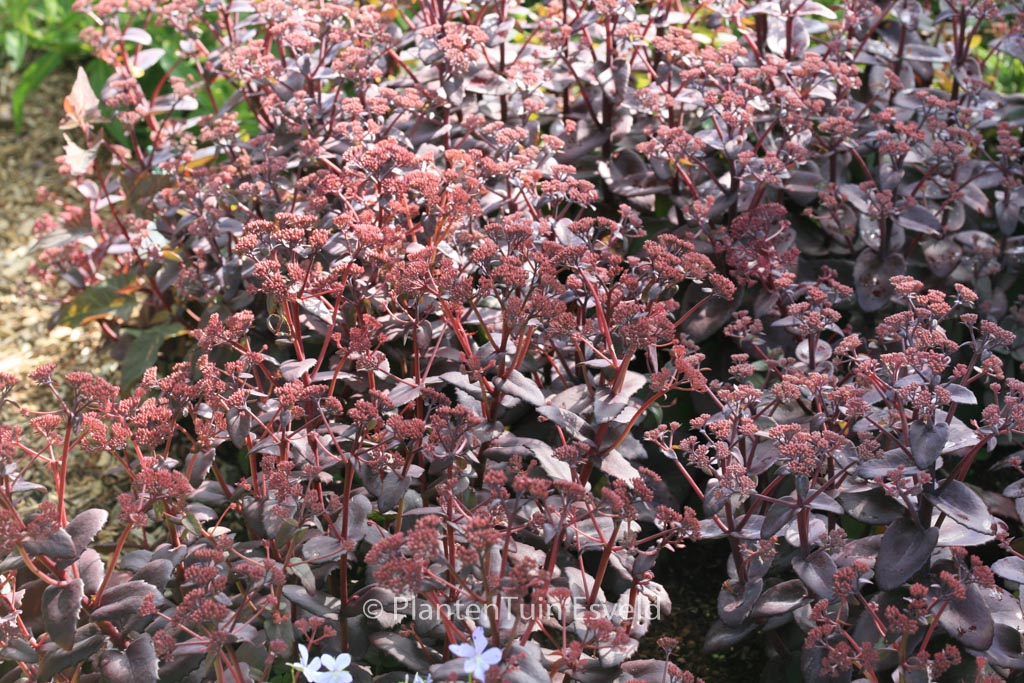 Sedum ‘Purple Emperor’
