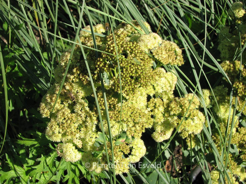 Sedum ‘Sunkissed’
