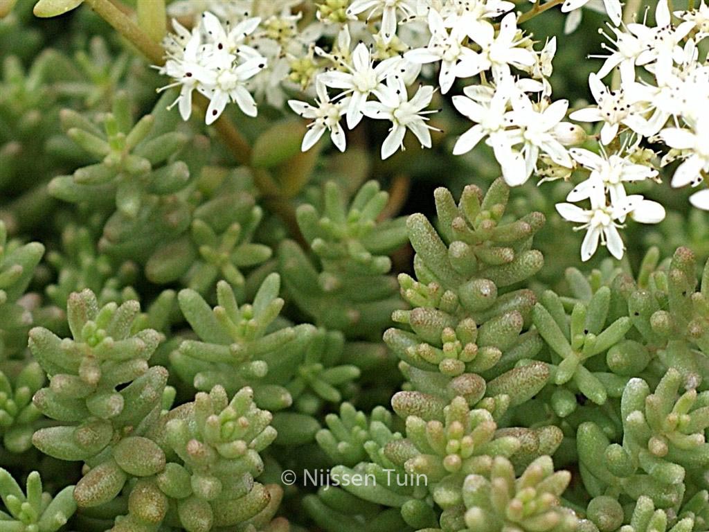 Sedum album ‘Coral Carpet’
