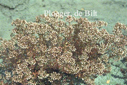 Sedum album ‘Murale’