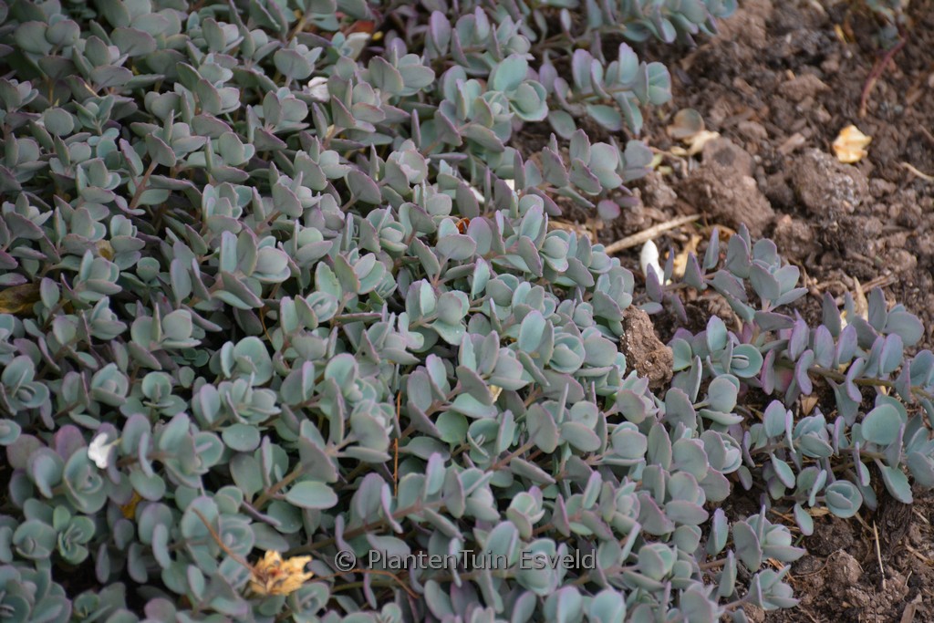 Sedum cauticola