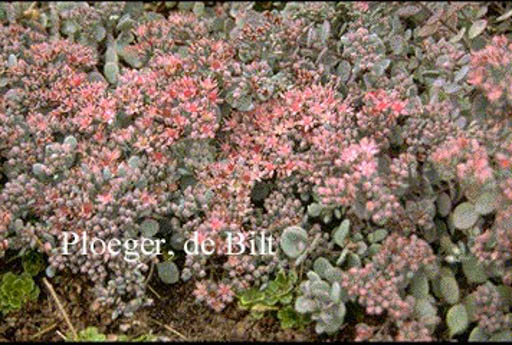 Sedum cyaneum ‘Sachalin’