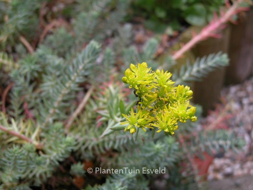 Sedum reflexum