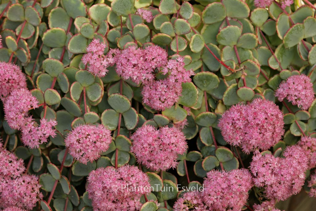 Sedum sieboldii