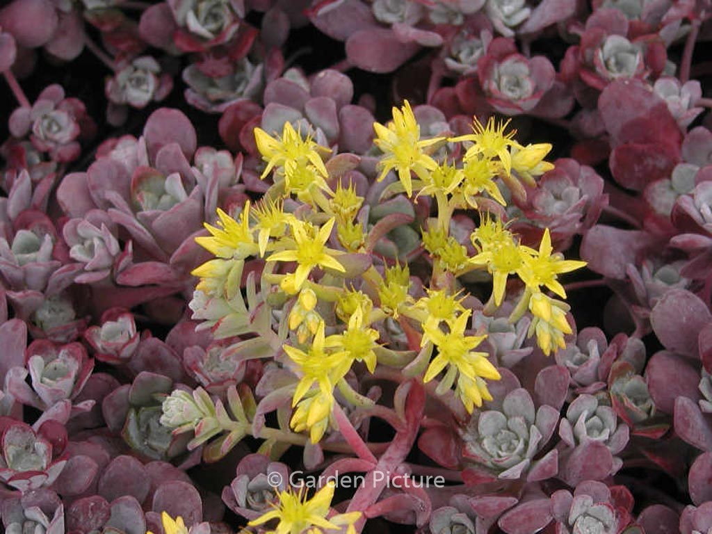 Sedum spathulifolium ‘Purpureum’