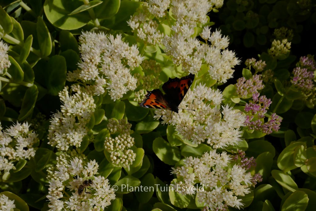 Sedum spectabile ‘Iceberg’
