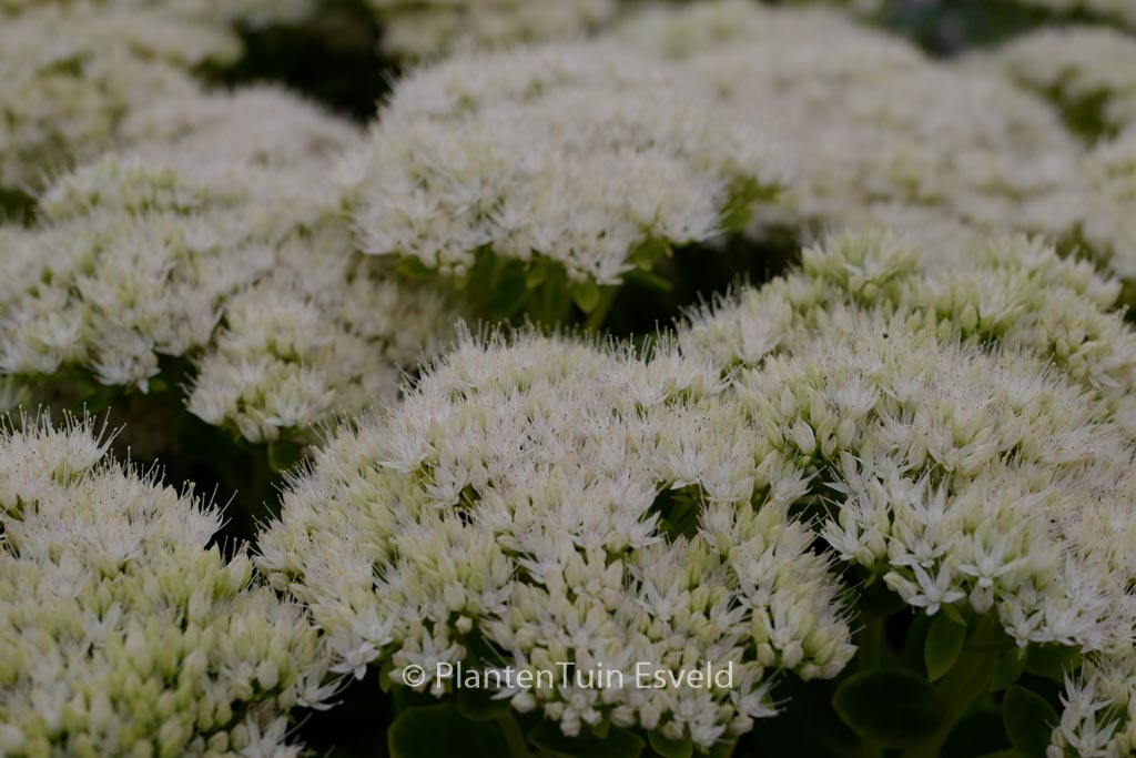 Sedum spectabile ‘Star Dust’