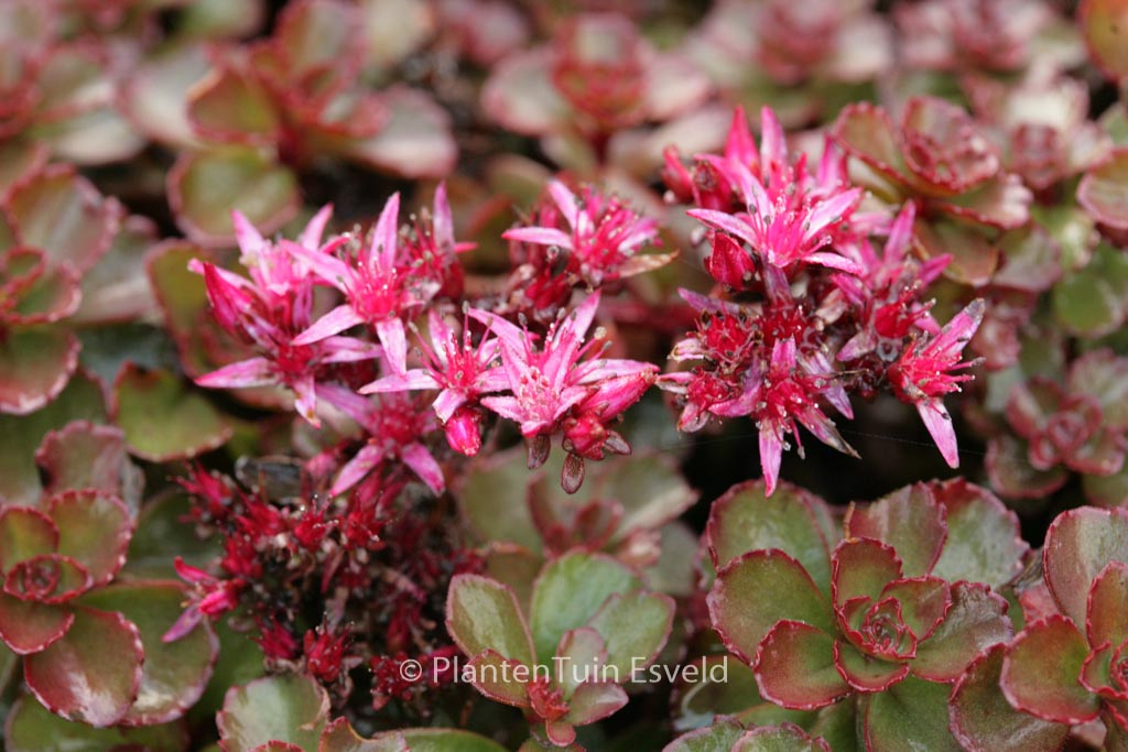 Sedum spurium ‘Fuldaglut’