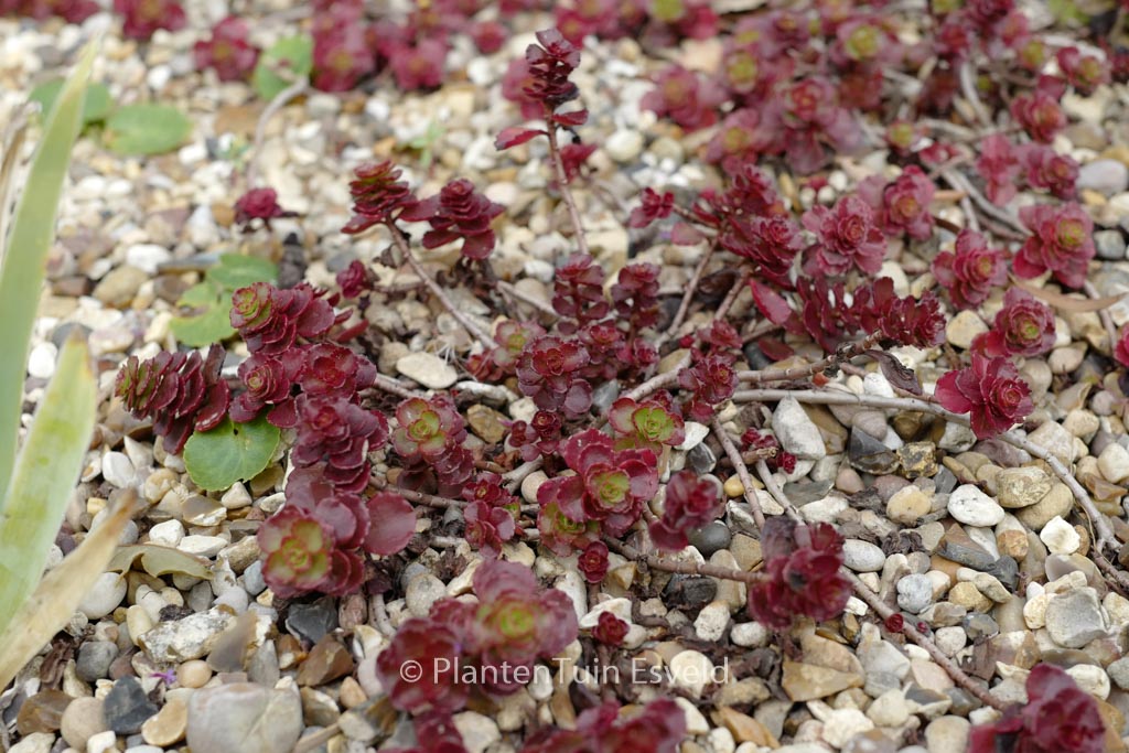 Sedum spurium ‘Schorbusser Blut’