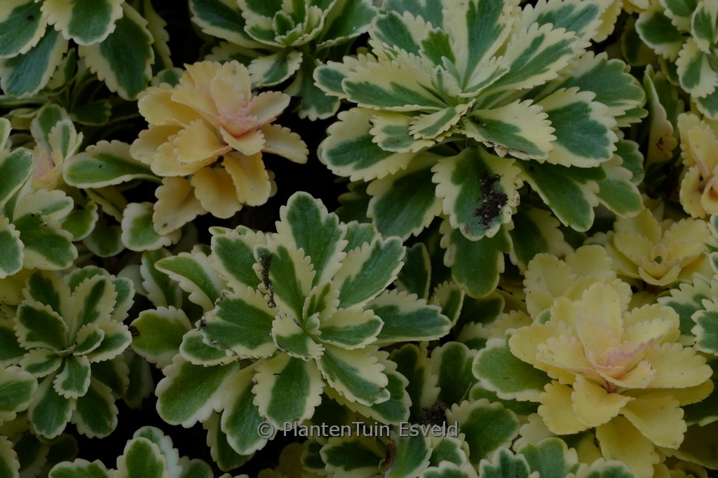 Sedum takesimense ‘Nonsitnal’ (ATLANTIS)