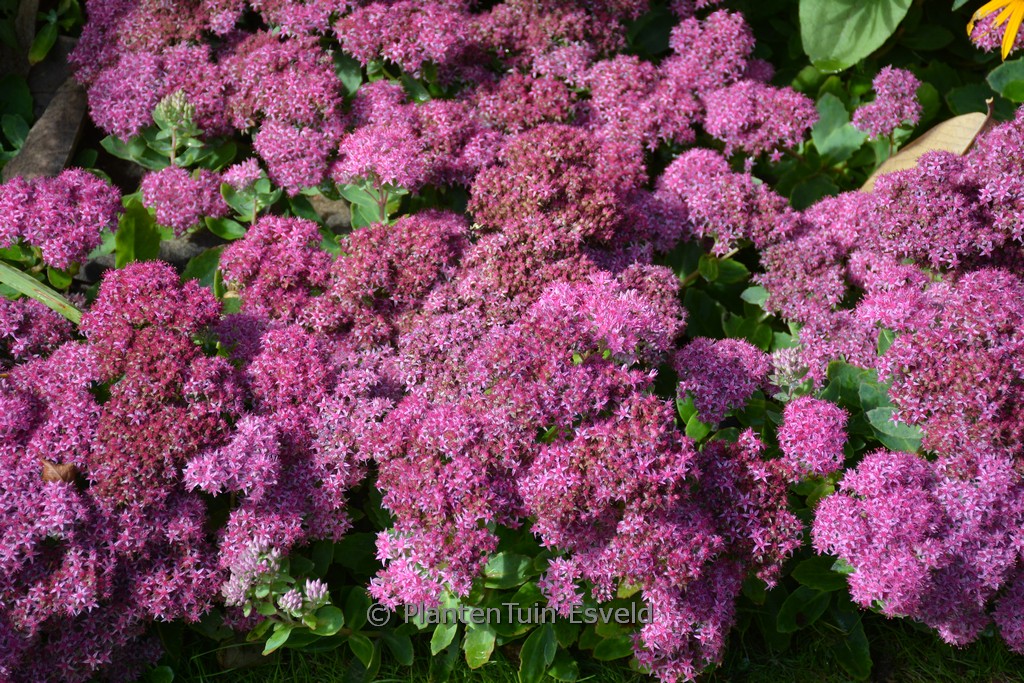 Sedum telephium ‘Munstead Dark Red’
