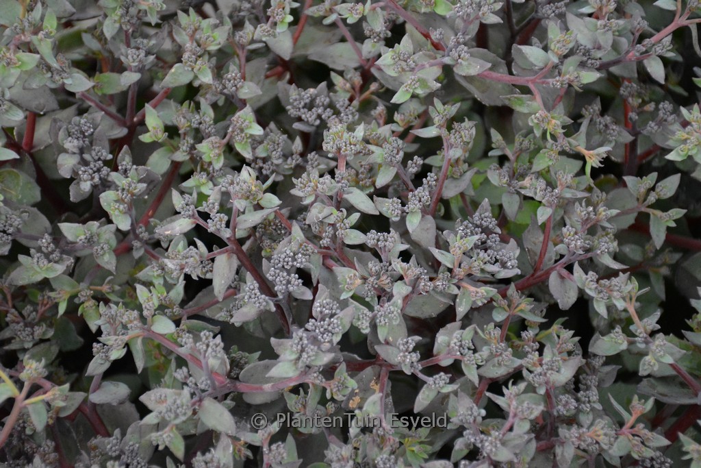 Sedum telephium ‘Seduction Rose Soiree’