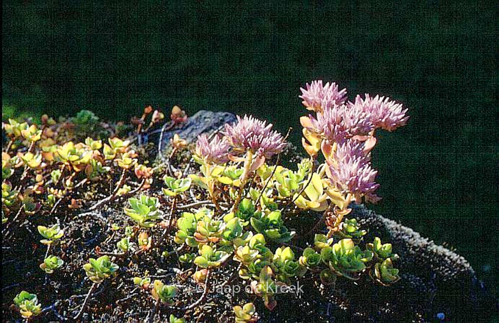 Sedum telephium