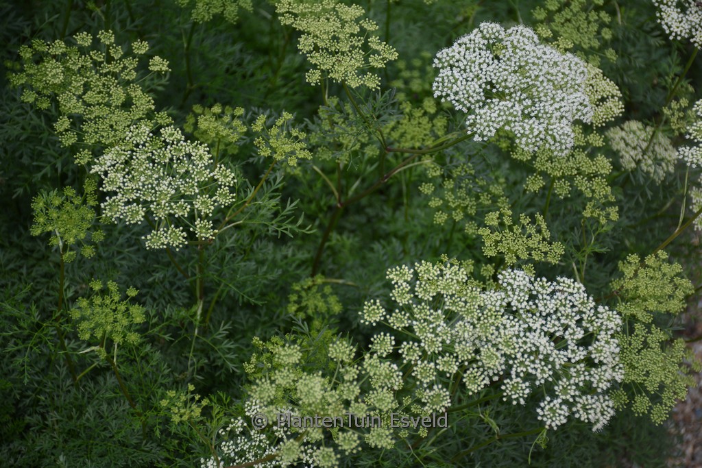 Selinum carvifolia