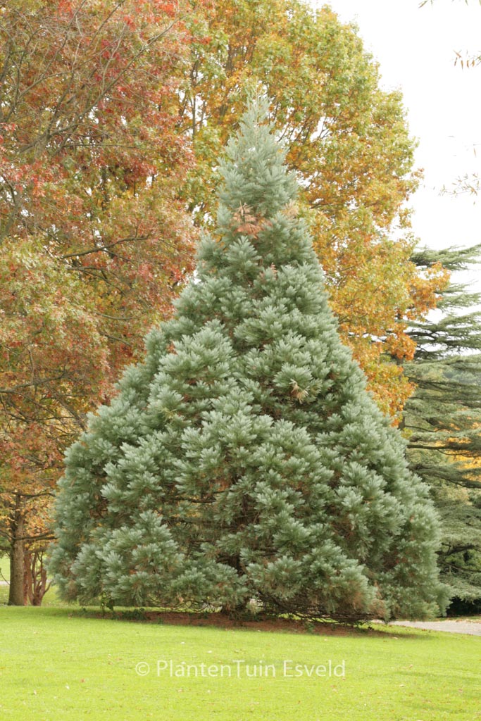 Sequoiadendron giganteum ‘Glaucum’