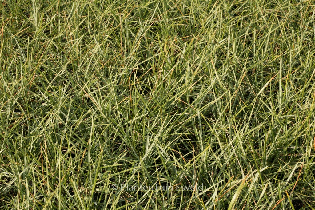 Sesleria heufleriana