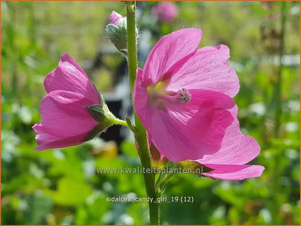 Sidalcea ‘Candy Girl’