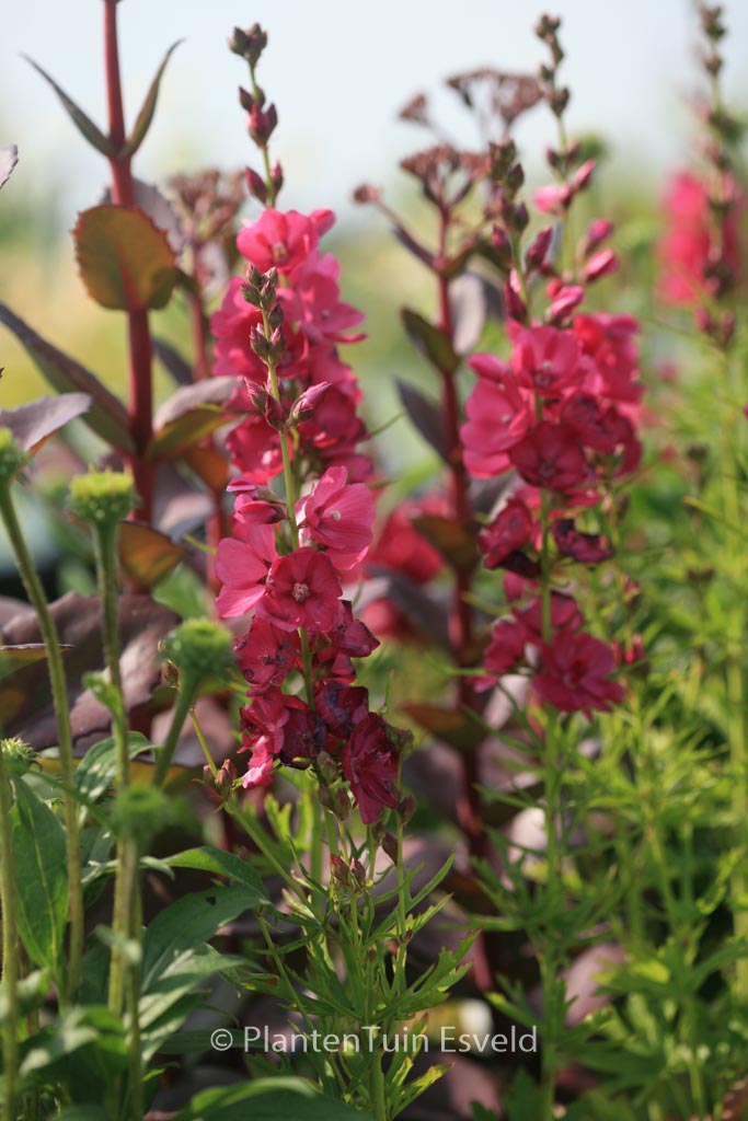 Sidalcea oregana ‘Brilliant’