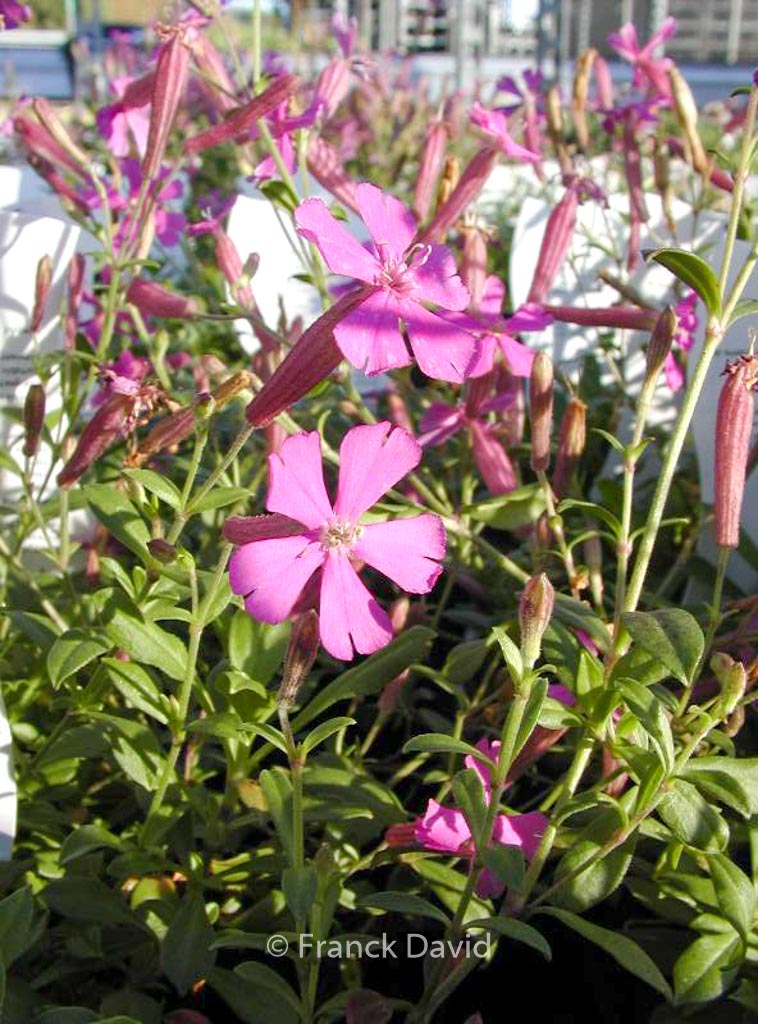 Silene schafta