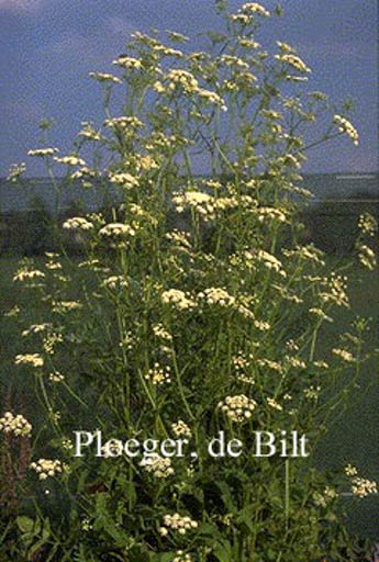 Sium sisarum