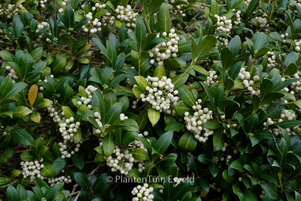 Skimmia japonica ‘Kew White’