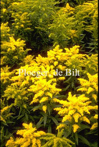 Solidago ‘Goldkind’ (GOLDEN BABY)
