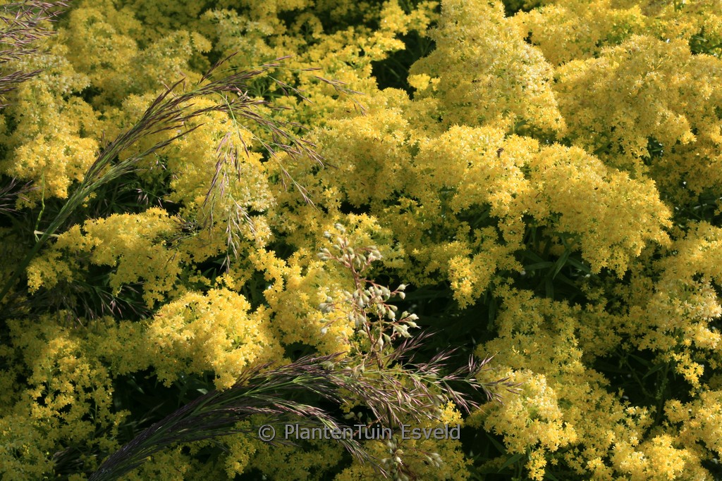Solidago ‘Loysder Crown’