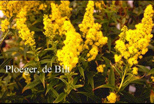 Solidago ‘Praecox’