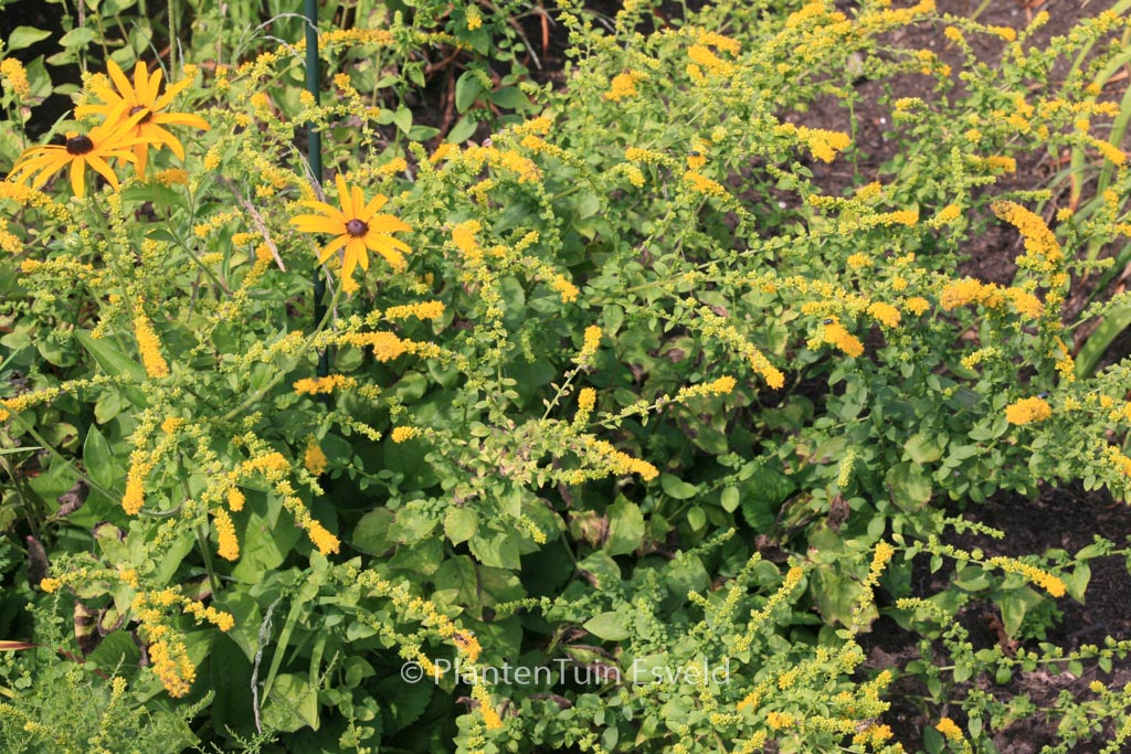 Solidago sphacelata ‘Golden Fleece’