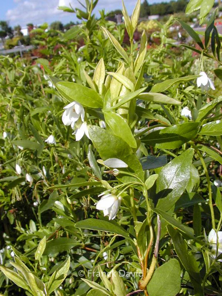 Sollya heterophylla ‘White Bells’
