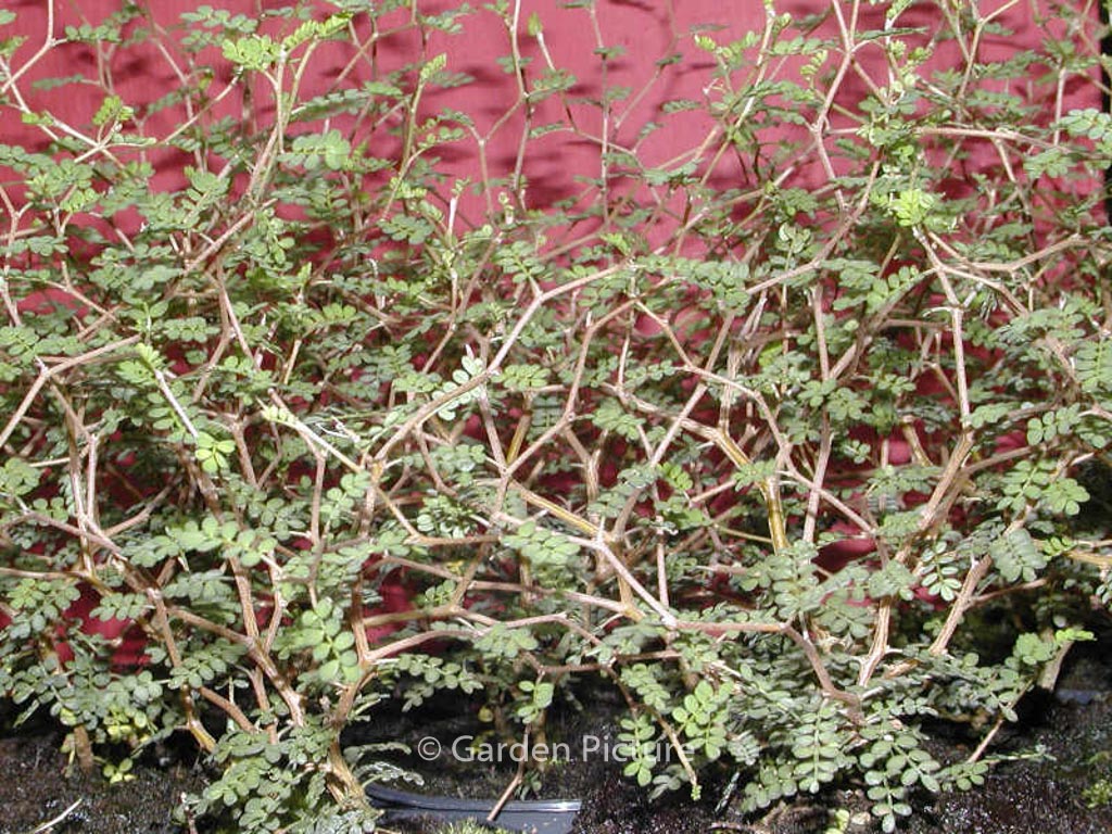 Sophora ‘Little Baby’